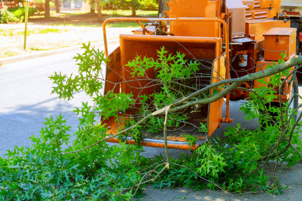 Best Stump Grinding and Removal  in Stow, OH